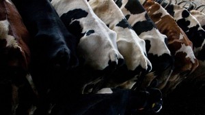 Modern Boeren