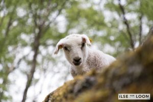 De schoonheid van Noorwegen