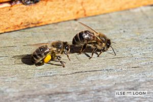 BijenGoud: fotograaf Ilse van Loon
