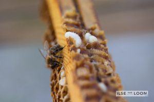 BijenGoud: fotograaf Ilse van Loon