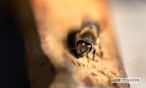 BijenGoud: fotograaf Ilse van Loon