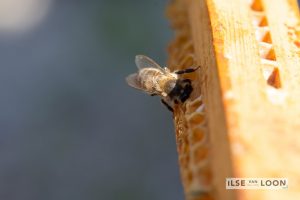 BijenGoud: fotograaf Ilse van Loon