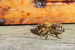 BijenGoud: fotograaf Ilse van Loon