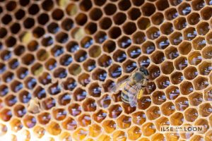 BijenGoud: fotograaf Ilse van Loon