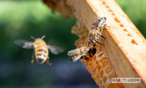 BijenGoud: fotograaf Ilse van Loon