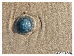 De Zee